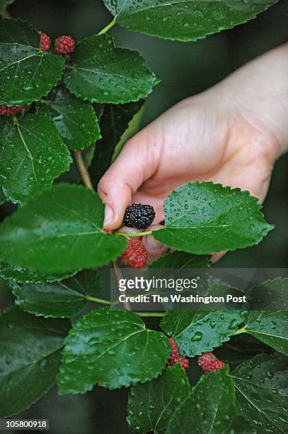 Sara Shokravi picks mulberries next to the Key Bridge in Rosslyn on June 3, 2010.