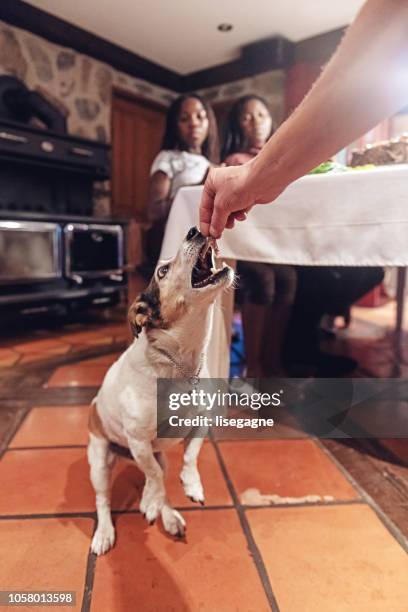 afro-americano durante o jantar de ação de graças - dog thanksgiving - fotografias e filmes do acervo