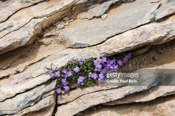 alpine flowers on rock,  mount olympus, greece - olympus imagens e fotografias de stock