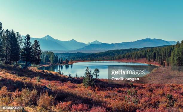 kidelu lake and autumn forest in altai, russia - altai mountains stock-fotos und bilder