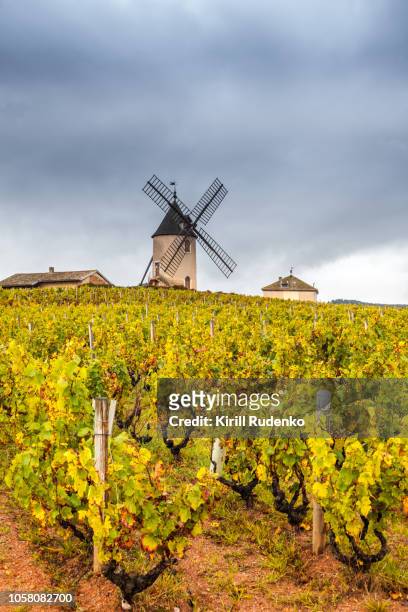 moulin-a-vent and vineyards in beaujolais wine growing area, france - rhone stock pictures, royalty-free photos & images