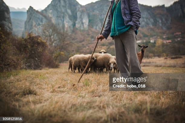 mountain life - shepherds staff stock pictures, royalty-free photos & images