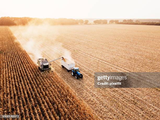 panoramic view of ripe fields at harvest - fall harvest field stock pictures, royalty-free photos & images