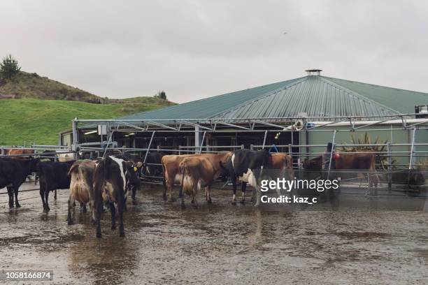 female dairy farmer tending to a cow by the milking shed - new zealand farmer stock pictures, royalty-free photos & images