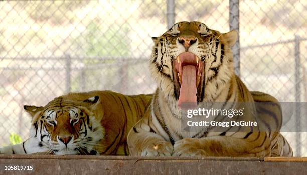 Thriller and Sabu, Michael Jackson's tigers now living at The Shambala Preserve