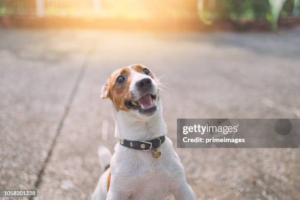 little playful jack russell terrier dog playing in garden in morning - smiling brown dog stock pictures, royalty-free photos & images