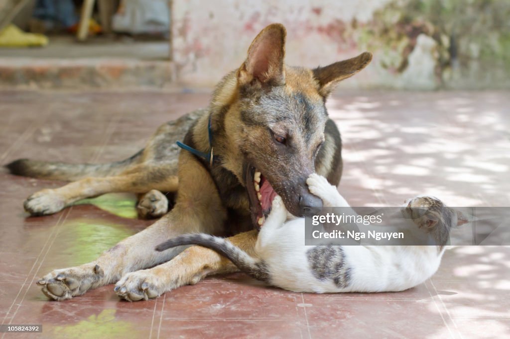 Big dog and kitten playing with each other