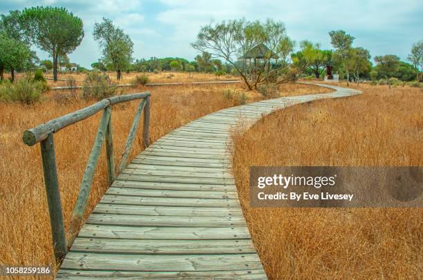 boardwalk in doñana natural park - donana national park stock pictures, royalty-free photos & images
