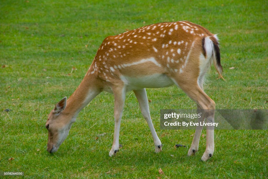 Fallow Deer Grazing