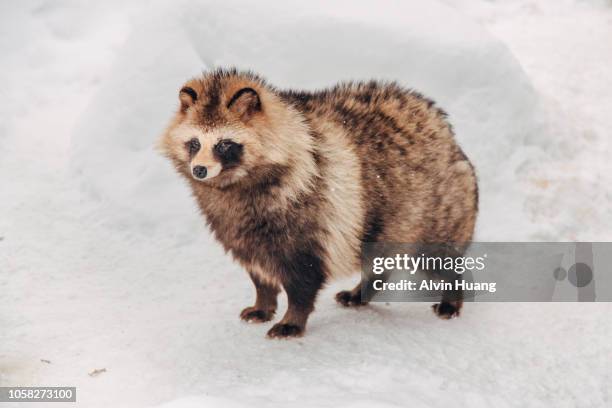 close-up of a racoon in the skiing area, hokkaido, japan - tanuki stock pictures, royalty-free photos & images