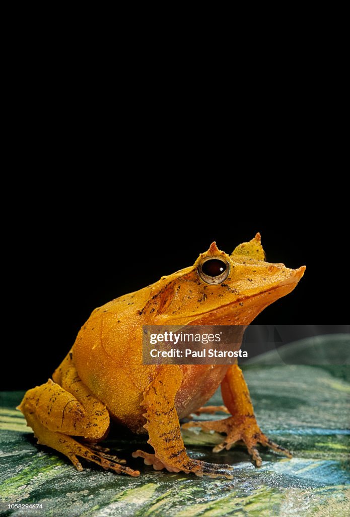 Ceratobatrachus guentheri (Gunther's triangle frog)