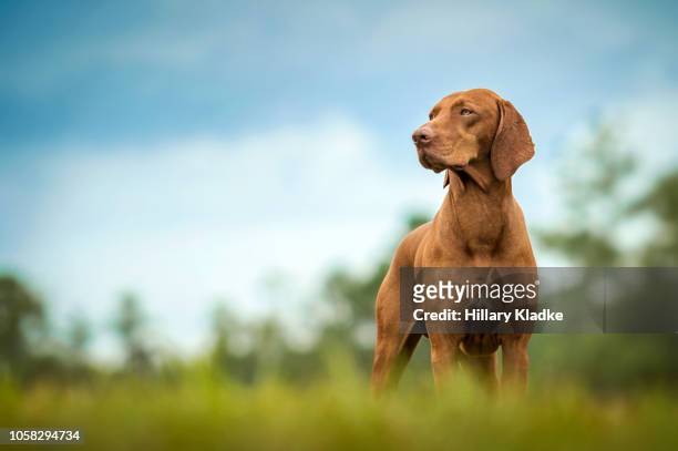 vizsla standing in grass - apportierhund stock-fotos und bilder