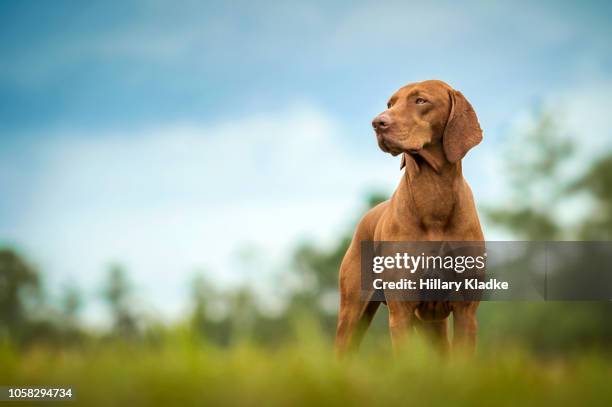 vizsla standing in grass - pointer dog stock pictures, royalty-free photos & images