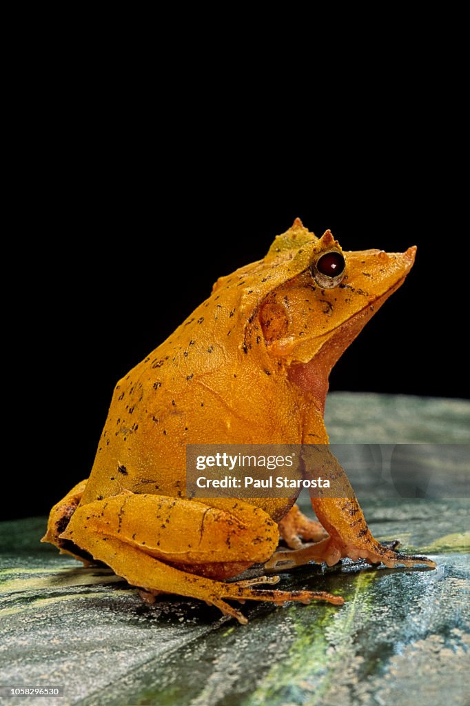 Ceratobatrachus guentheri (Gunther's triangle frog)