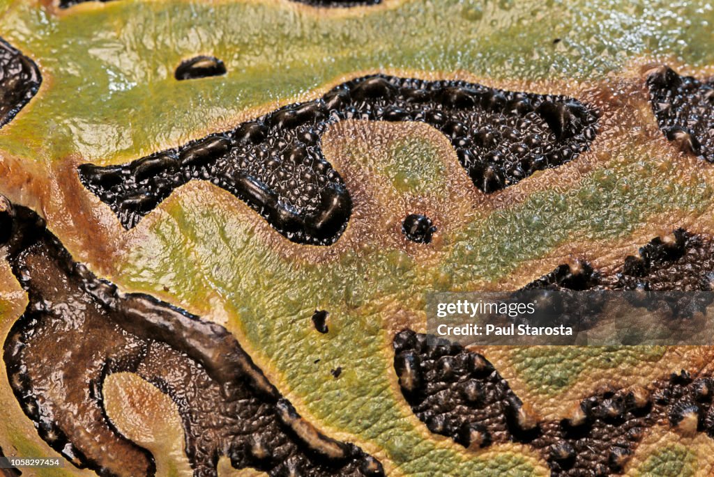 Ceratophrys cranwelli x Ceratophrys cornuta (horned frog) - skin