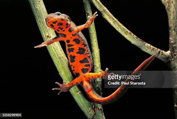 cynops pyrrhogaster (japanese fire-bellied newt) - salamandra fotografías e imágenes de stock