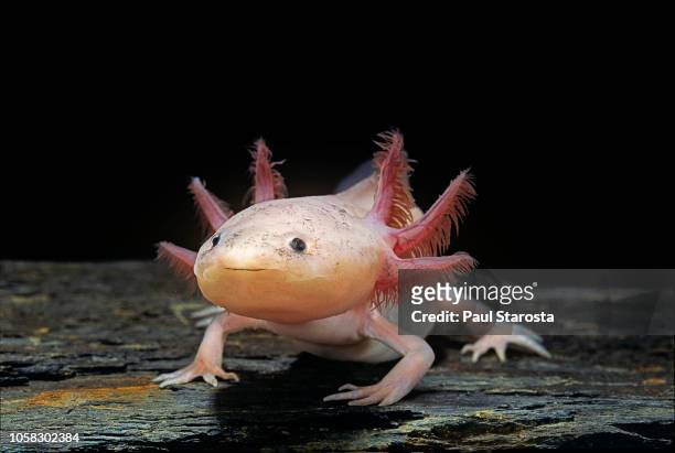 ambystoma mexicanum f. leucistic (axolotl) - axolotl stock pictures, royalty-free photos & images