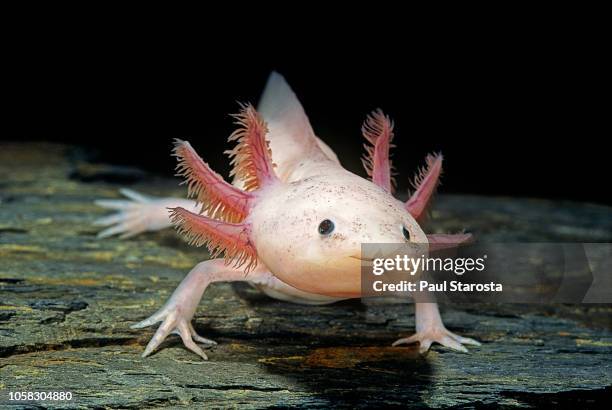 ambystoma mexicanum f. leucistic (axolotl) - gill stock pictures, royalty-free photos & images