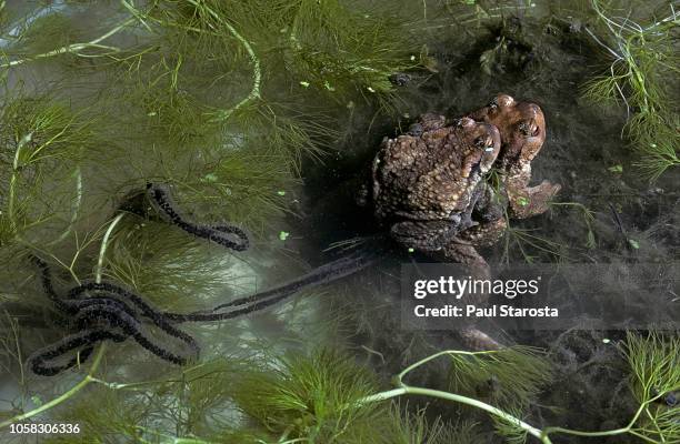 bufo bufo (european toad, common toad) - mating - common toad stock pictures, royalty-free photos & images