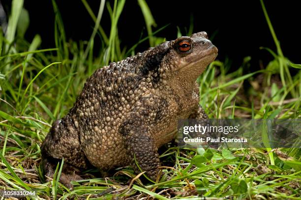 bufo bufo (european toad, common toad) - crapaud photos et images de collection