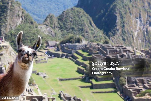 visit peru - llama stock-fotos und bilder