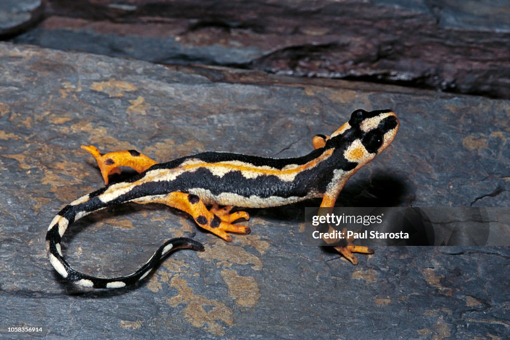 Neurergus kaiseri (Kaiser's spotted newt, Luristan newt, emperor spotted newt)