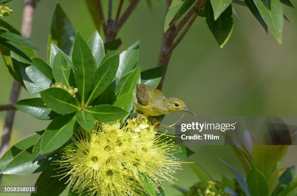brown-throated sunbird (female) enjoy eating sweet with yellow flower golden penda tree. - xanthostemon chrysanthus stock pictures, royalty-free photos & images