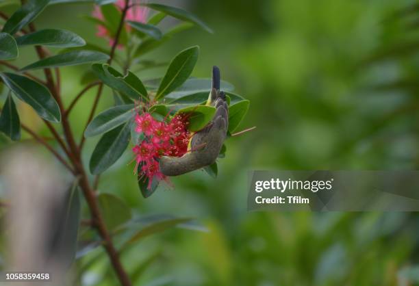olive-backed sunbird  enjoy eatting sweet on red flower golden penda tree. - xanthostemon chrysanthus stock pictures, royalty-free photos & images