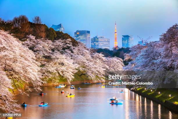 chidorgafuchi moat at night with cherry blossom, tokyo - sakura bildbanksfoton och bilder