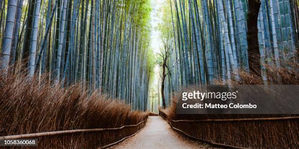 bamboo grove panoramic, arashiyama, kyoto, japan - grove_(nature) stock-fotos und bilder