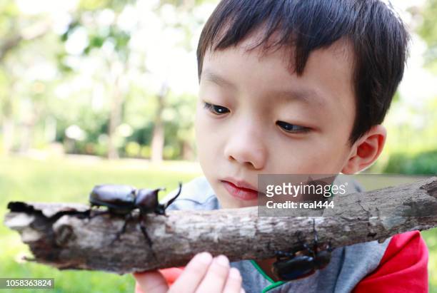 kinder haben einen käfer - horned beetle stock-fotos und bilder