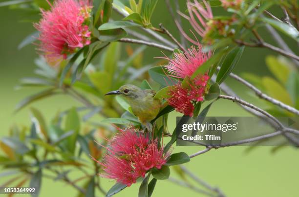 olive-backed sunbird  enjoy eatting sweet on red flower golden penda tree. - xanthostemon chrysanthus stock pictures, royalty-free photos & images
