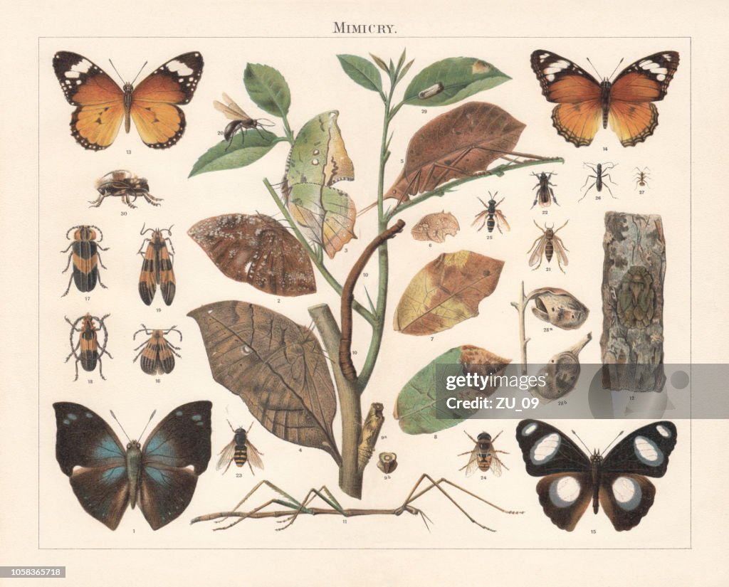 Insect Mimicry, lithograph, published in 1897