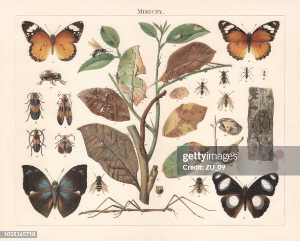 insect mimicry, lithograph, published in 1897 - live oak stock illustrations