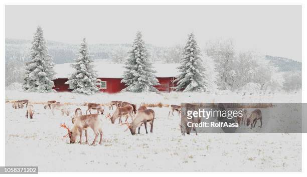 weihnachtskarte - schweden stock-fotos und bilder