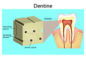 Structure of Dentine.
