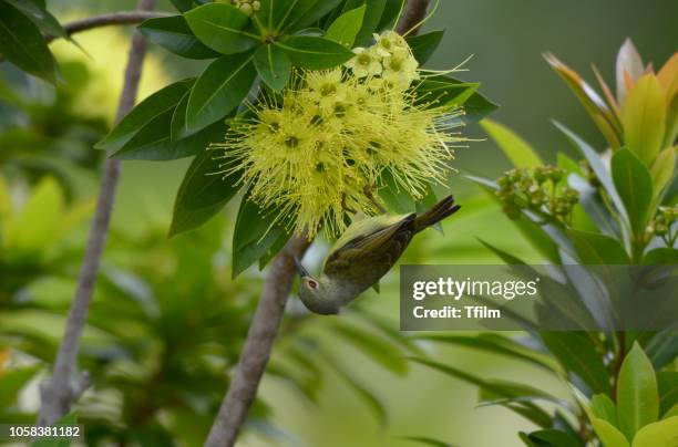 olive-backed sunbird  enjoy eatting sweet with yellow flower golden penda tree. - xanthostemon chrysanthus stock pictures, royalty-free photos & images