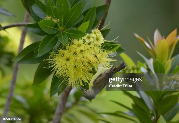 olive-backed sunbird  enjoy eatting sweet with yellow flower golden penda tree. - xanthostemon chrysanthus stock pictures, royalty-free photos & images