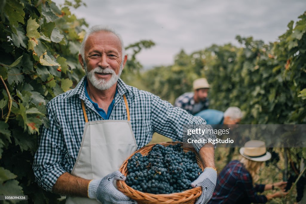 Farmer with basket full of grapes