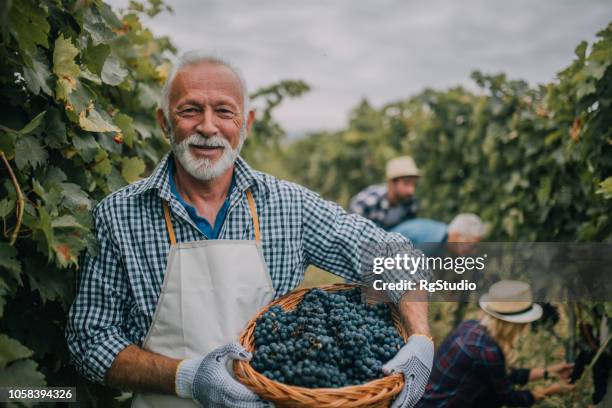 farmer with basket full of grapes - grape harvest stock pictures, royalty-free photos & images