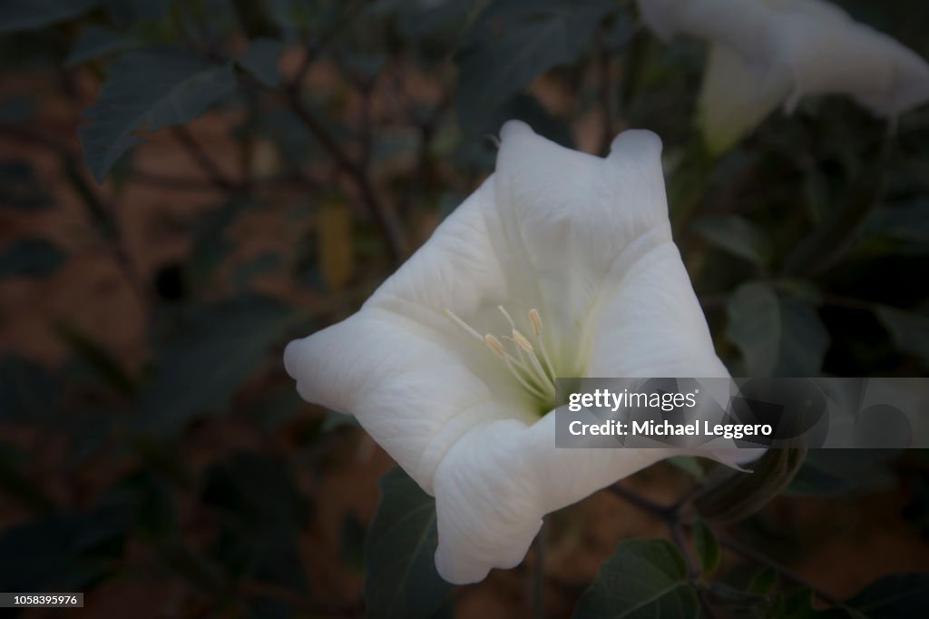 Sacred datura