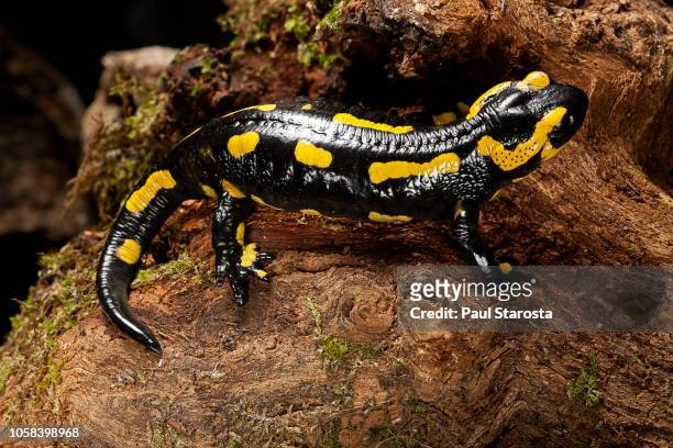salamandra salamandra terrestris (fire salamander) - salamandra fotografías e imágenes de stock