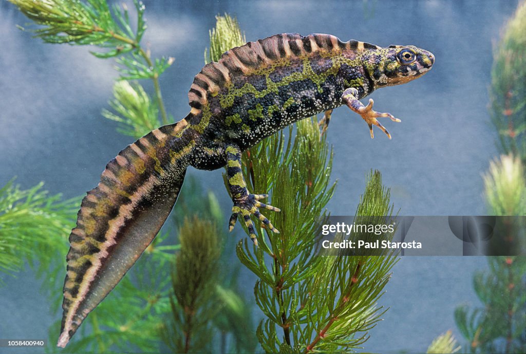 Triturus marmoratus (marbled newt)