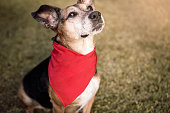 Dog wearing red bandana