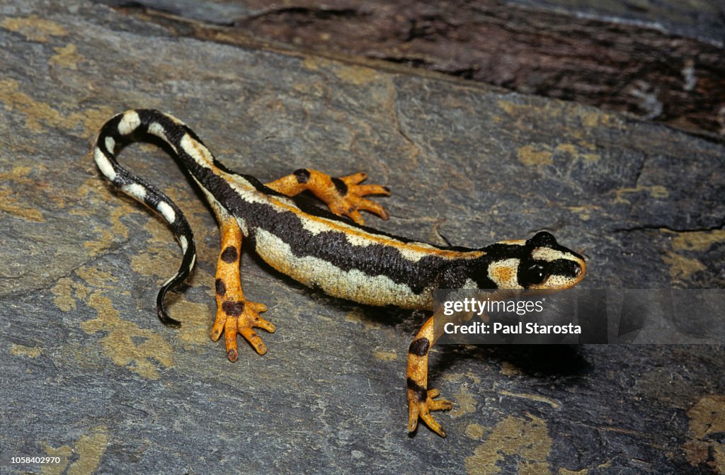 Neurergus kaiseri (Kaiser's spotted newt, Luristan newt, emperor spotted newt)