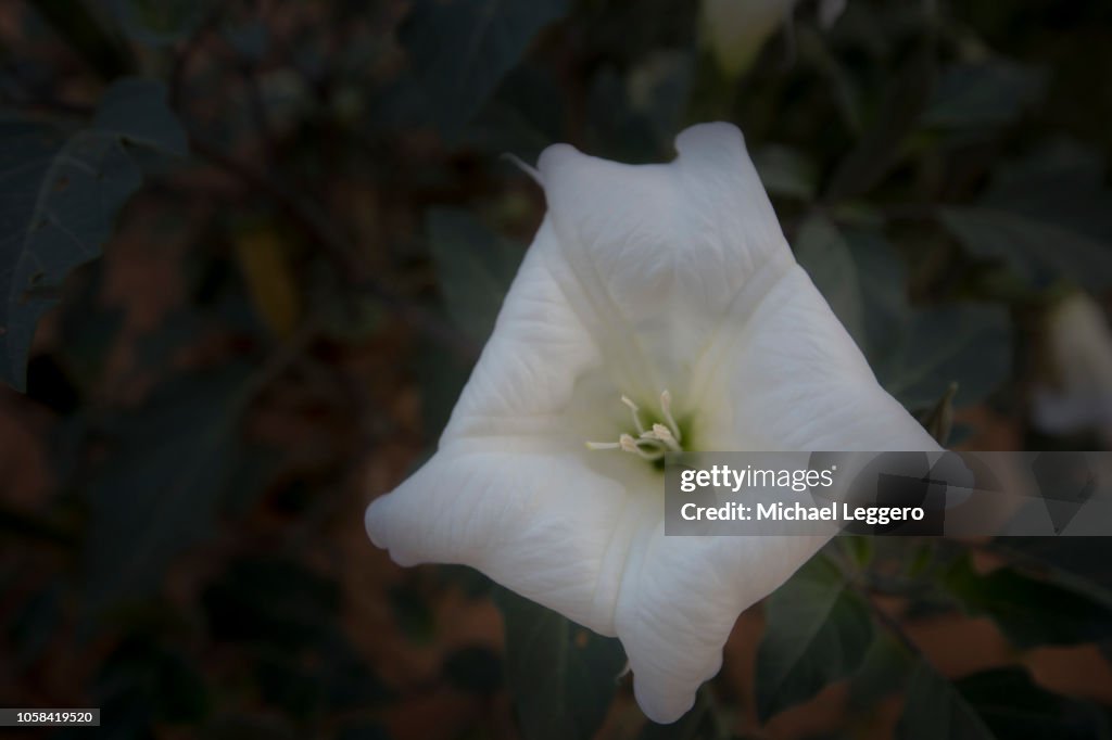 Sacred datura