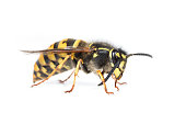 Queen Wasp or Yellowjacket cleaning her antennae
