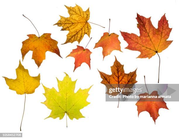 autumn maple leaves - vallende bladeren stockfoto's en -beelden