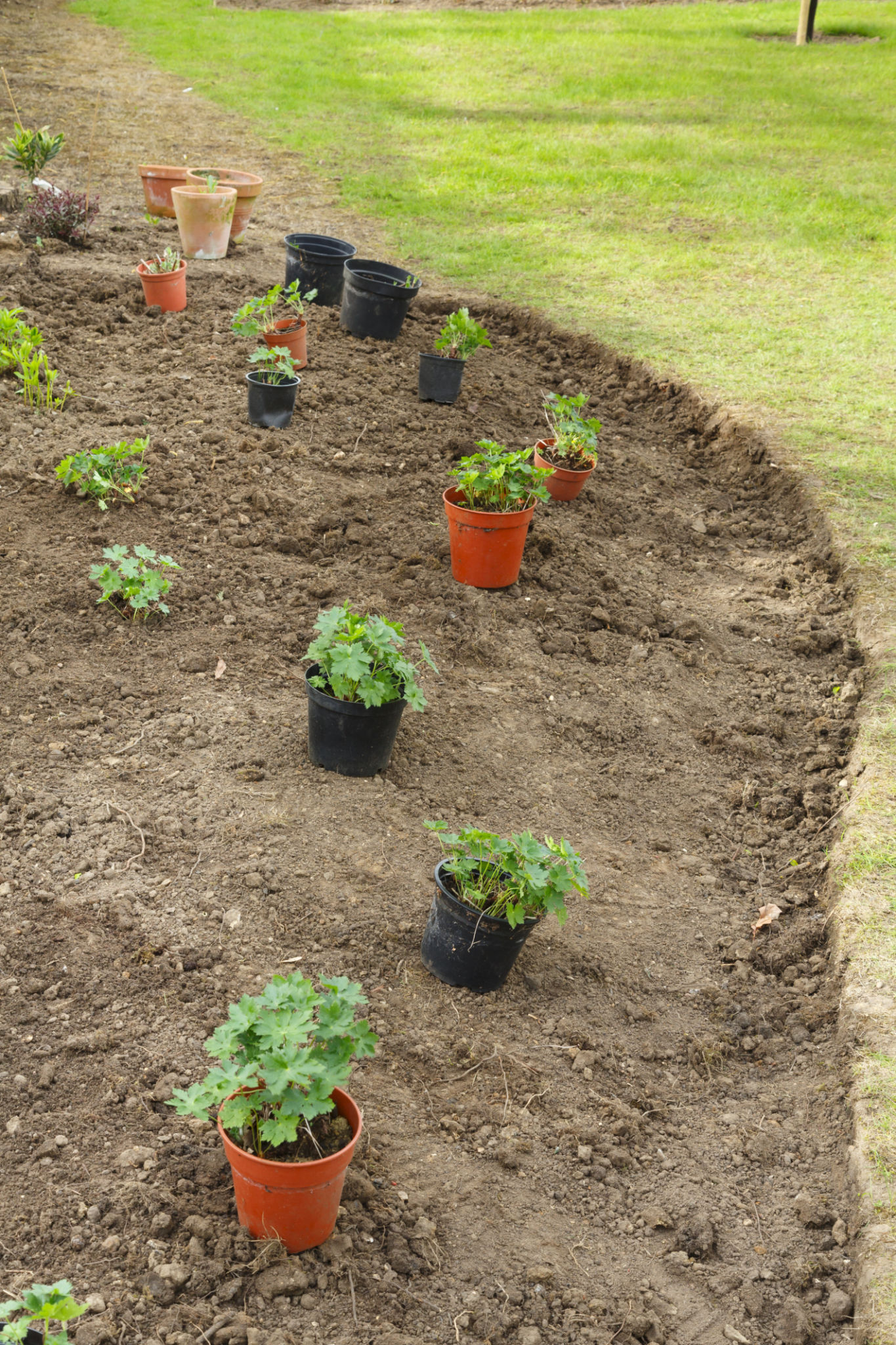 plant spacing