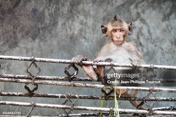 small monkey sitting on a grid in a poor area of the city of lopburi, thailand, southeast asia - street villains stock pictures, royalty-free photos & images